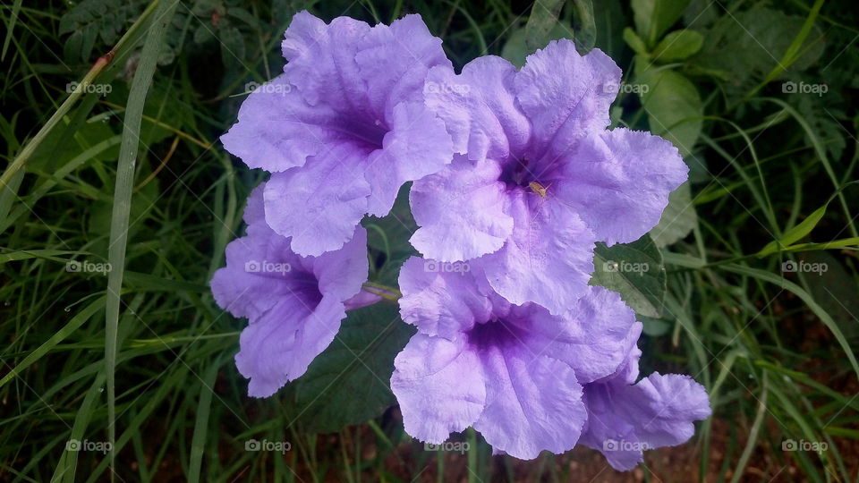 the most beautiful blooming violet colour flowers in my farm
