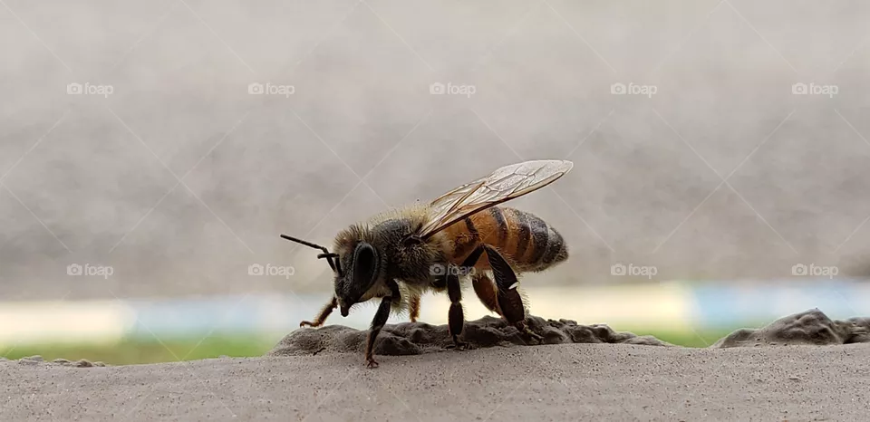 Bee