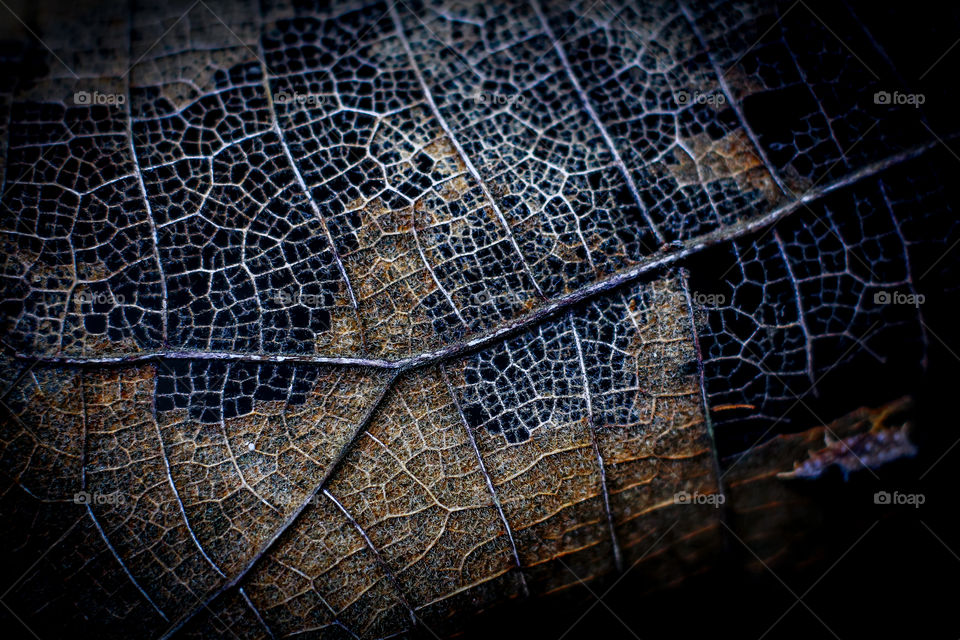 Close-up of a damaged leaf
