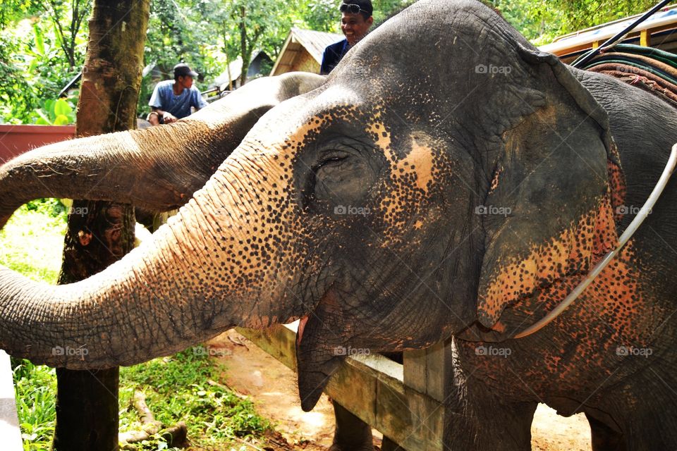 Elefant on Thai 