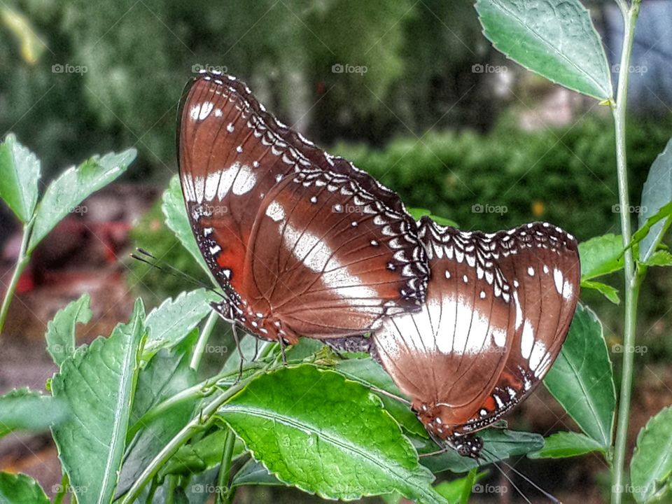 A pair of butterflies perched on the plant.