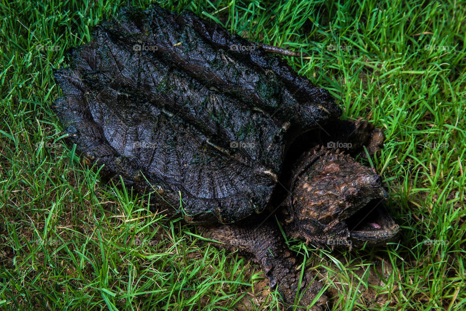 Alligator Snapping Turtle. This is a photograph of an Alligator Snapping Turtle.