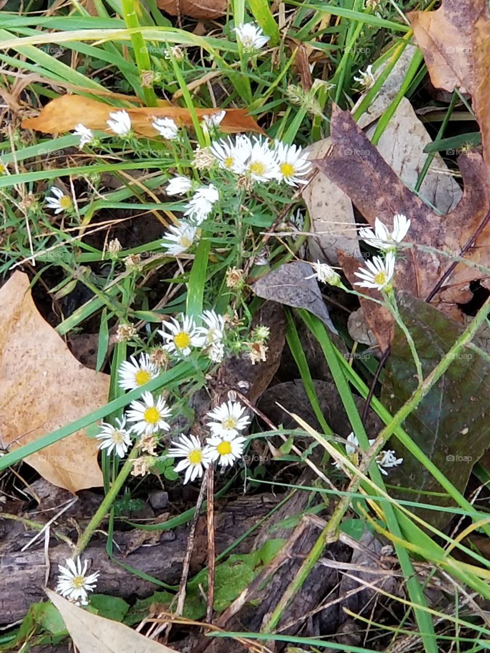wild flowers in the park