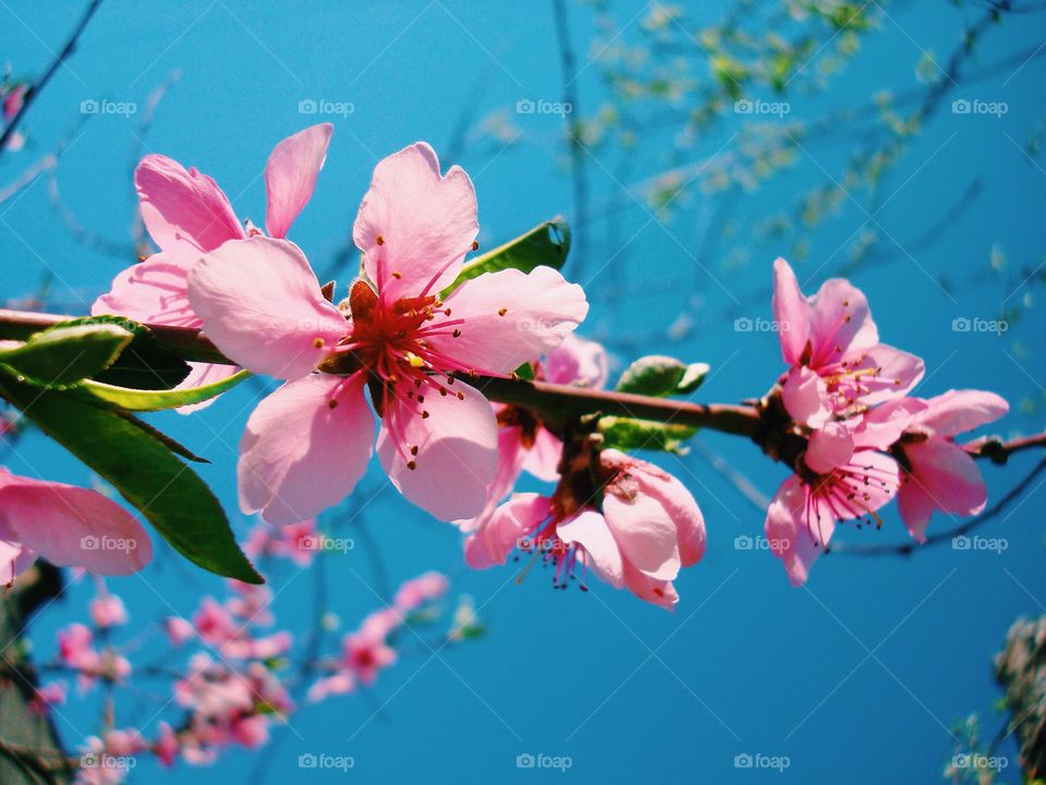 Spring flowers