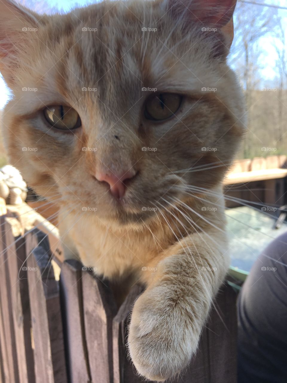 My orange cat who we adopted as a kitten when he was left by his family in the woods. 