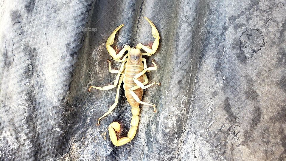 scorpion in our pond