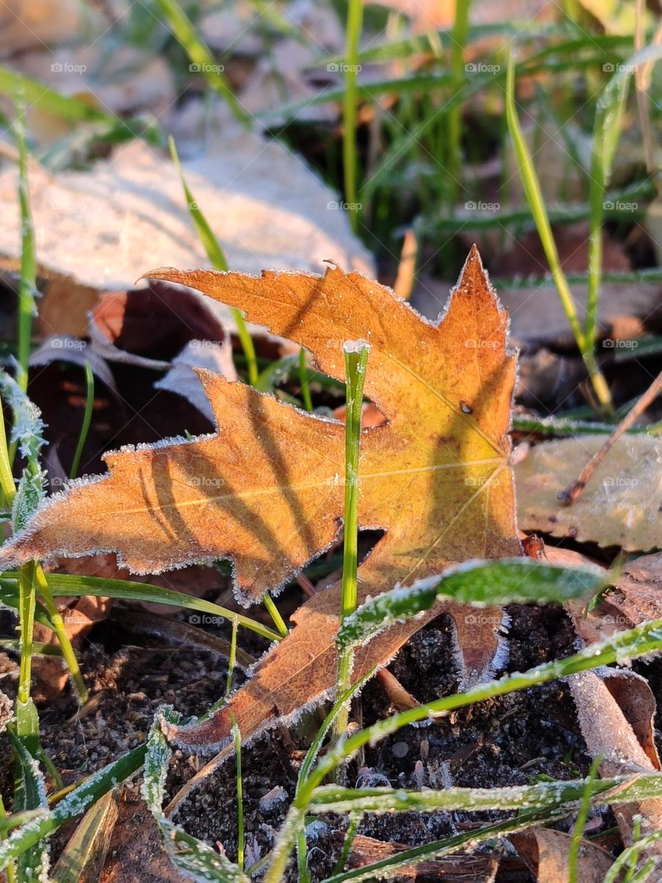 first frost. blue yellow leaves on green grass covered with frost.