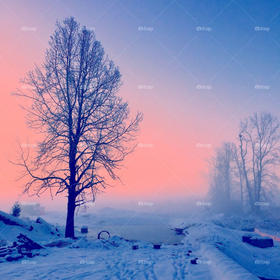 Tree and snow 