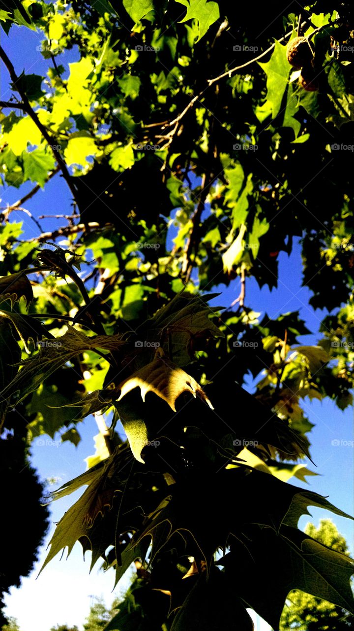 Leaves In The Sky