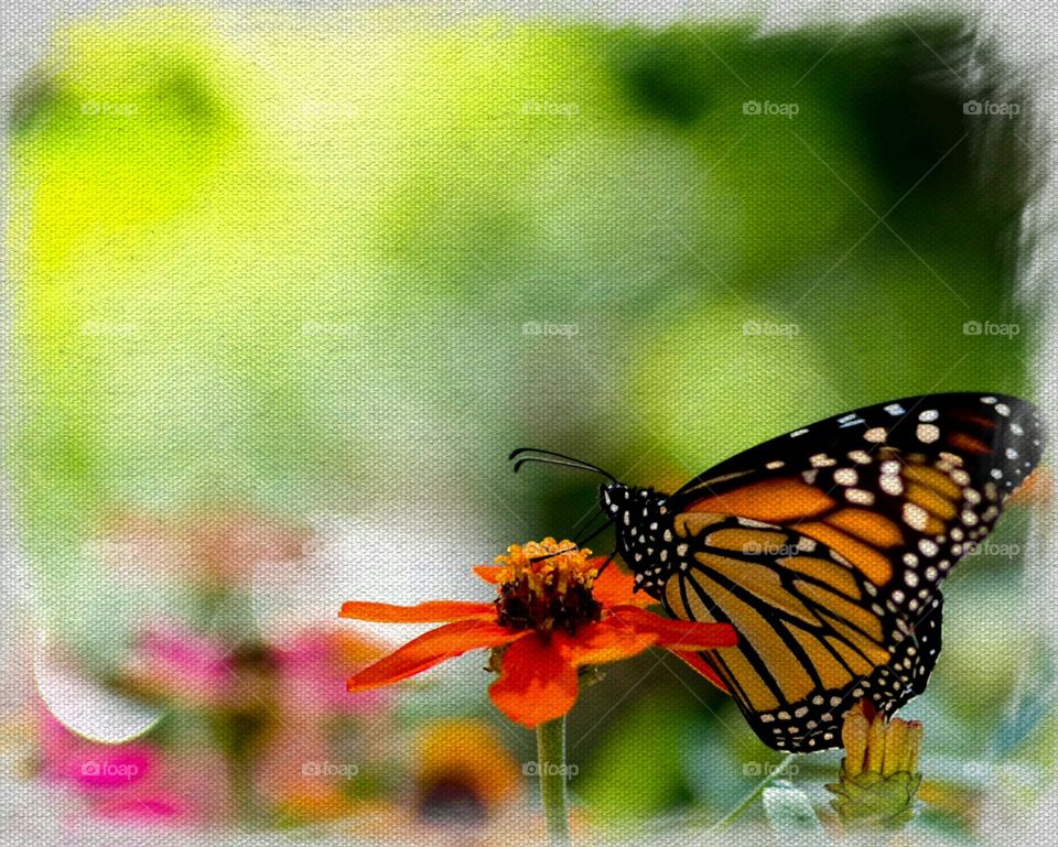 Monarch . Found in my Aunt's Garden, enhanced using Sketch Paper 