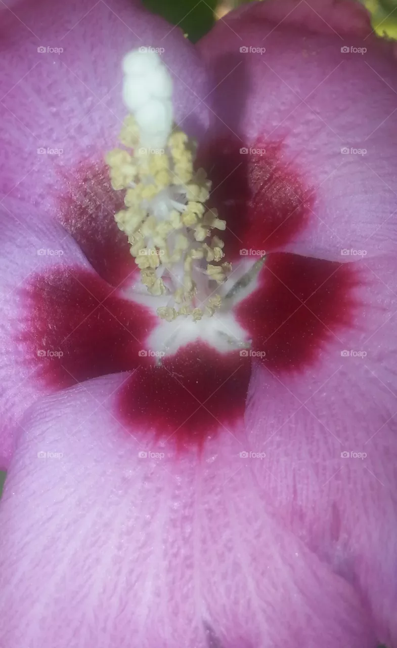 Althea