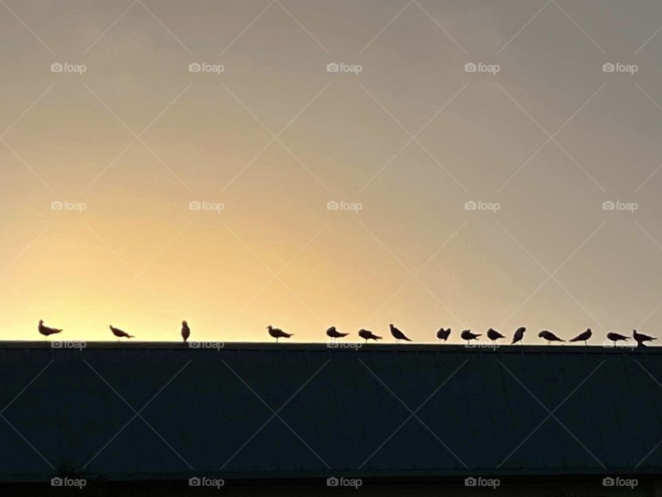 Silhouette of a line of birds perched on top of a roof