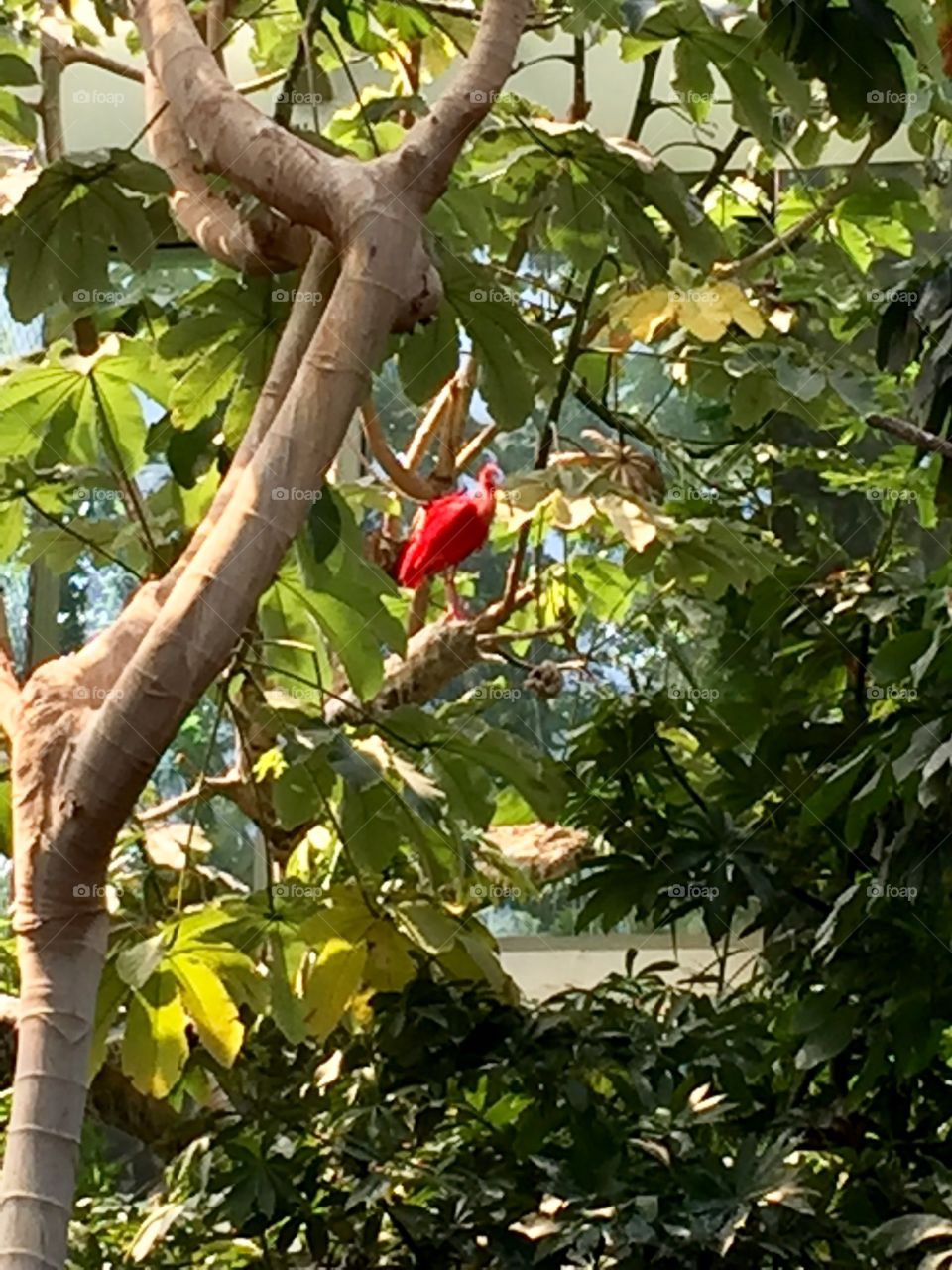 Strange bird in the trees