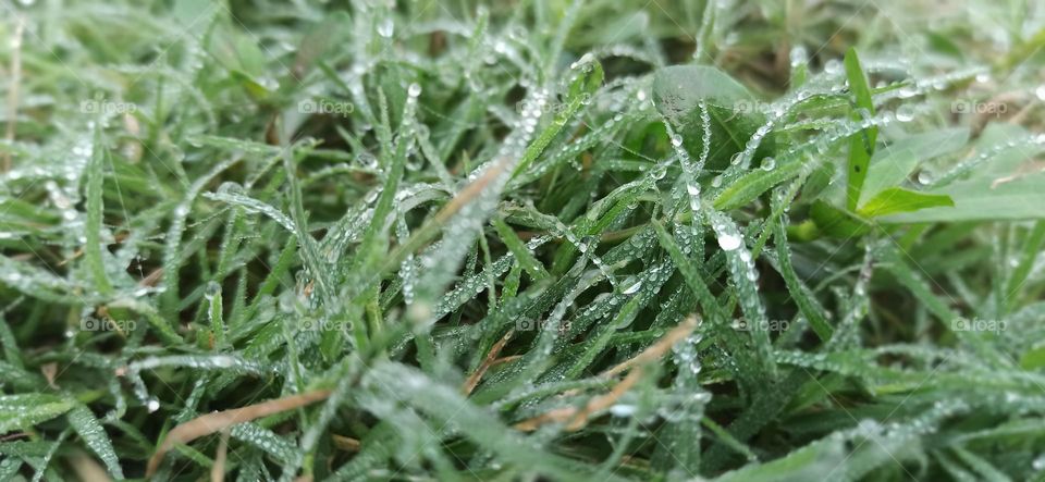 Dew drops on the grass