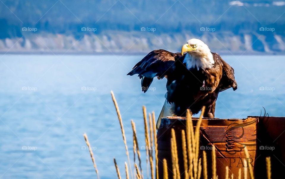 Eye Spy. Eagle capture in Homer, Alaska
