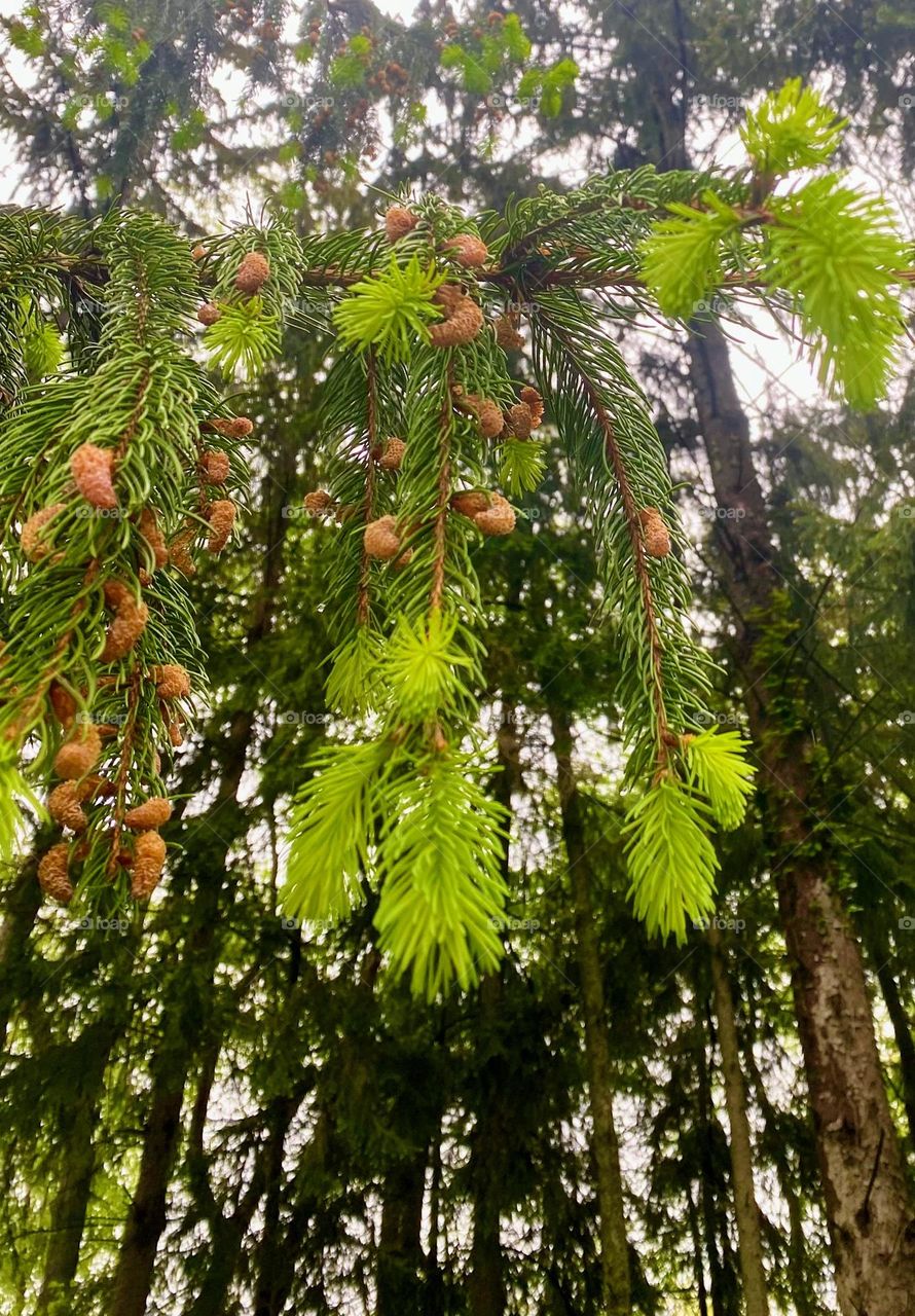 Pine trees with fresh spring sprouts