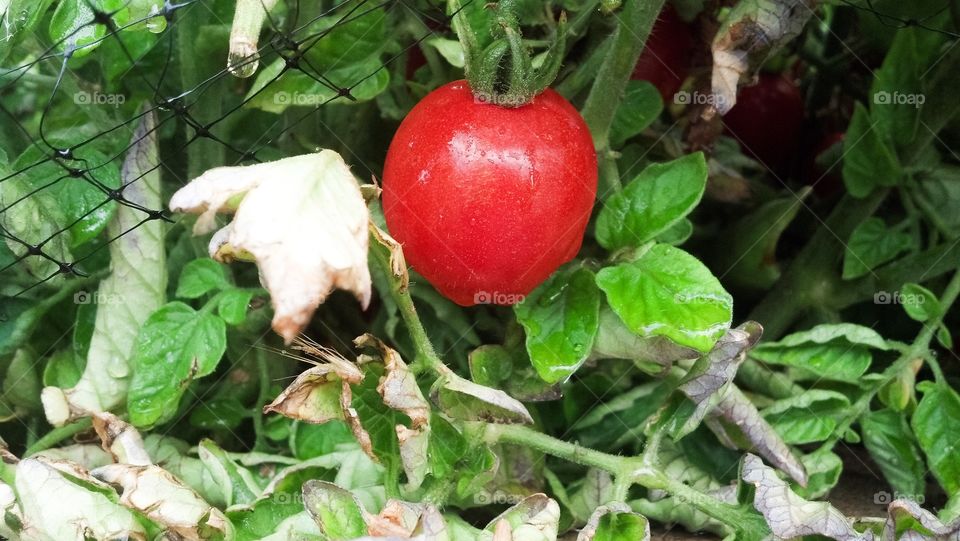 Home grown tomato