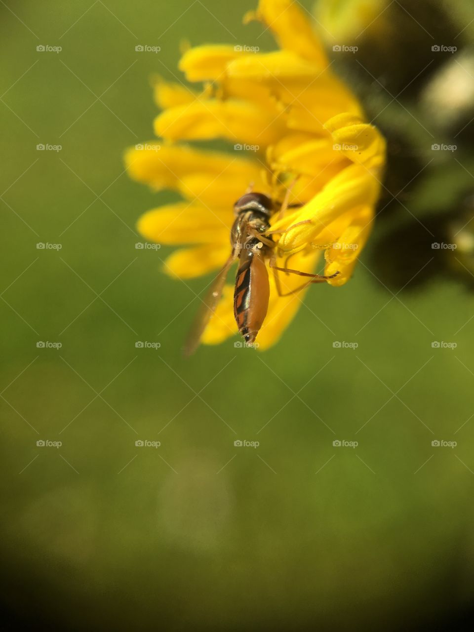 Tiny insect in yellow flower
