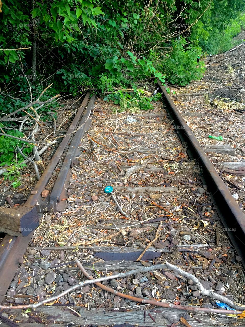 Track, Wood, Leaf, Guidance, Nature