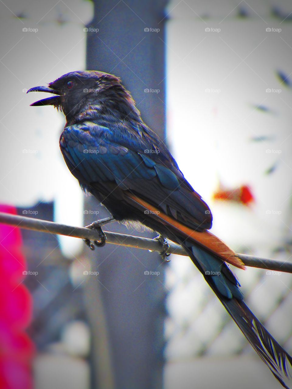 The black drongo (Dicrurus macrocercus) is a small Asian passerine bird of the drongo family Dicruridae.