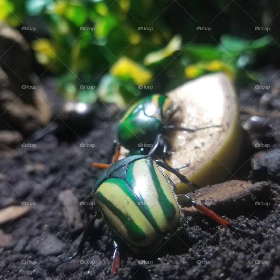 green beetle with yellow stripes, upclose, paired