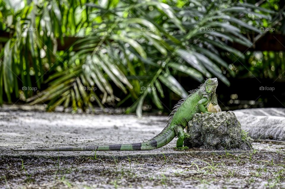 Iguana in flamingo Gardens Florida