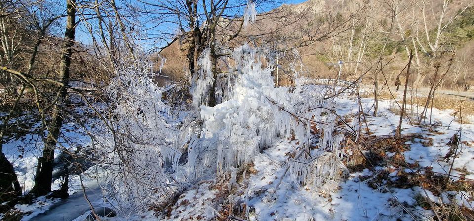 Frozen tree branches in Borjomi, Georgia.