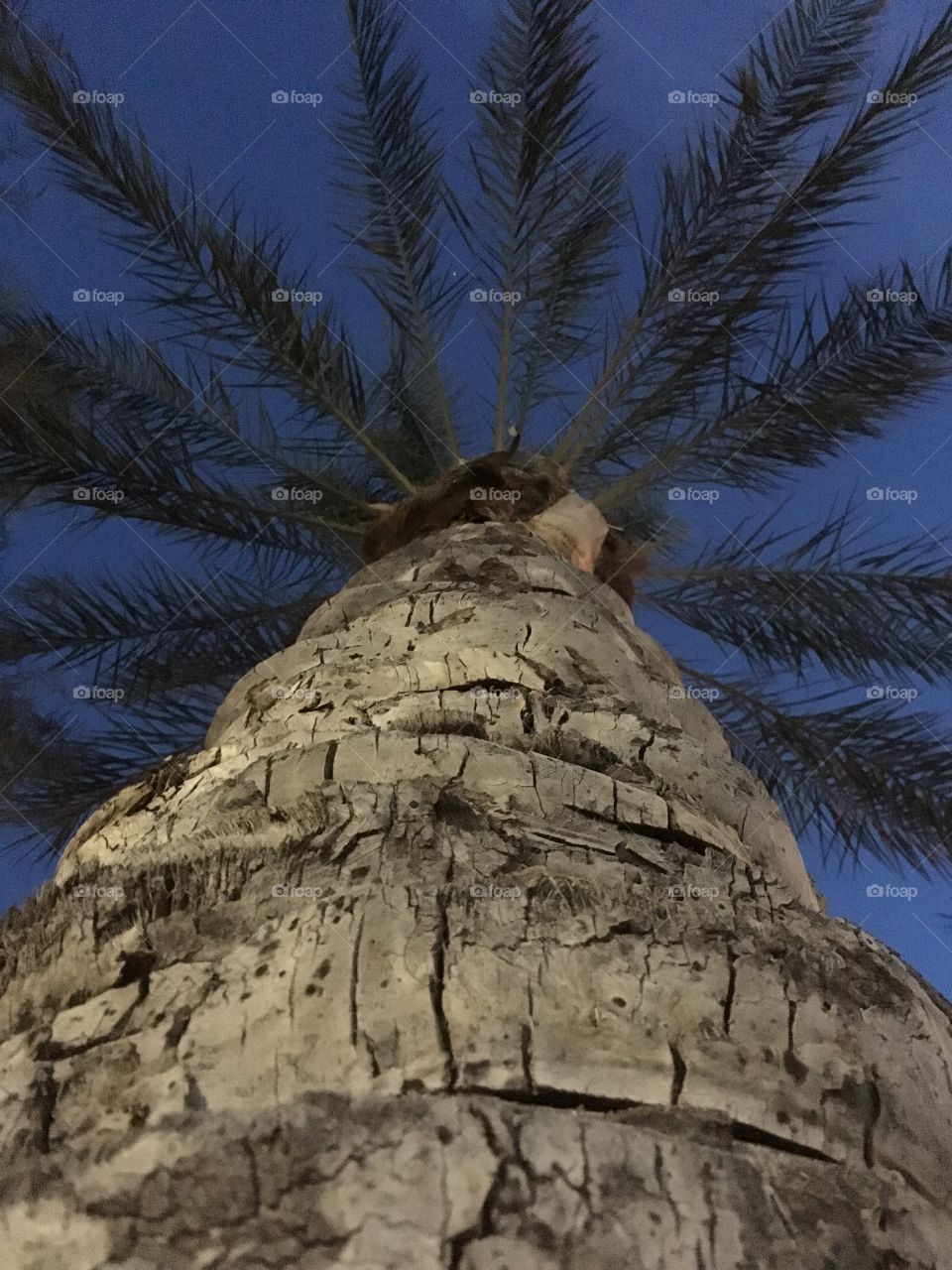 California palm tree