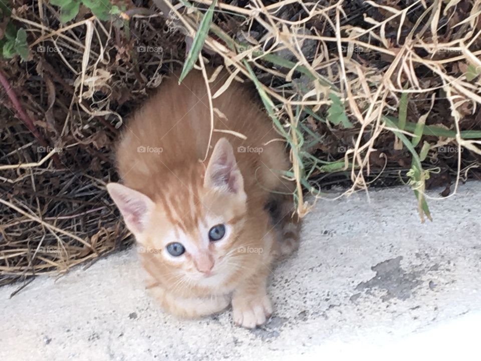 A kitten discovering garden