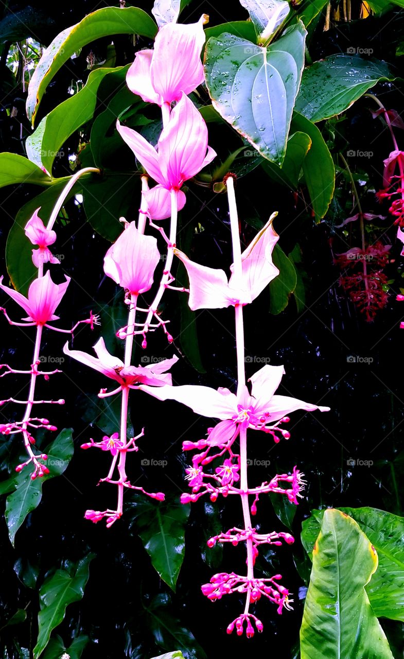 pink hanging tropical flowers