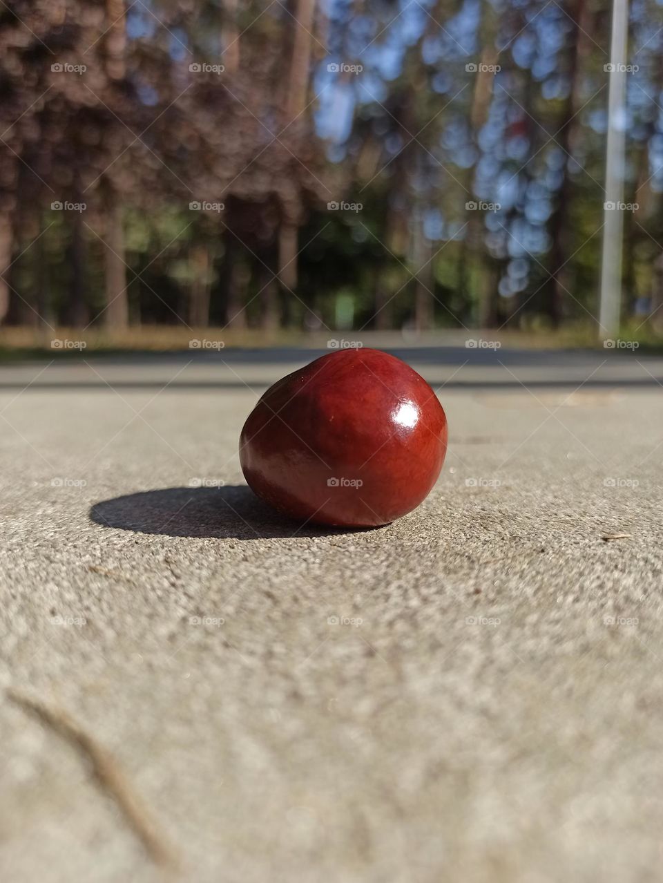 The chestnut tree lies on the sidewalk. autumn still life, autumn, chestnut, fruit, park, nature