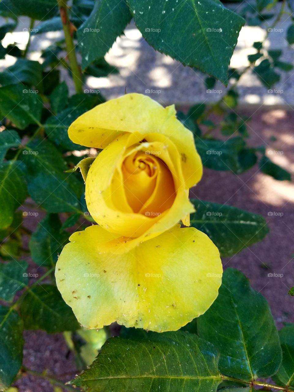 Yellow rose