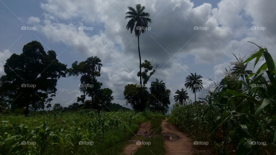farm land, road in between the farm,  maize farm