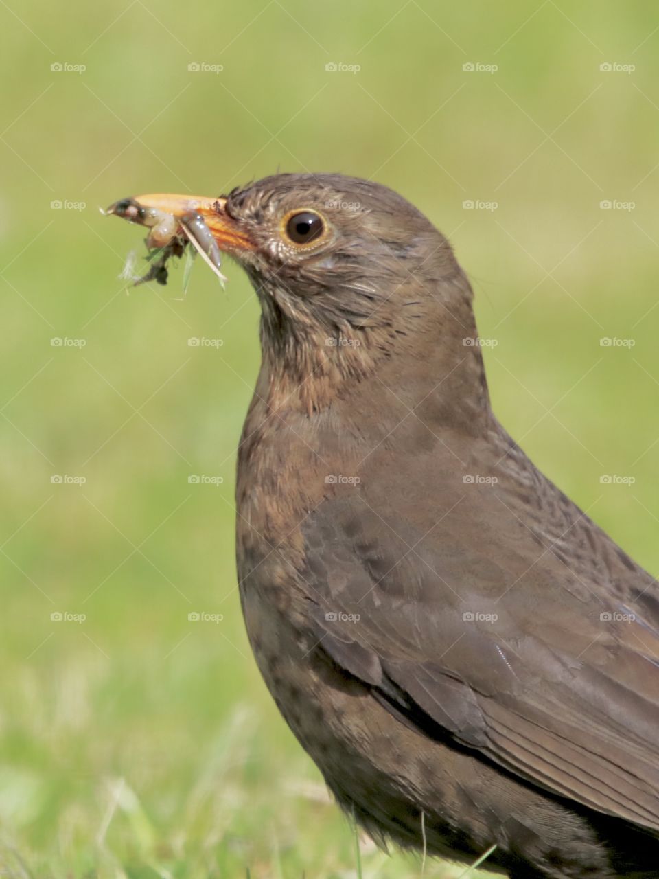 bird with worms in its beak