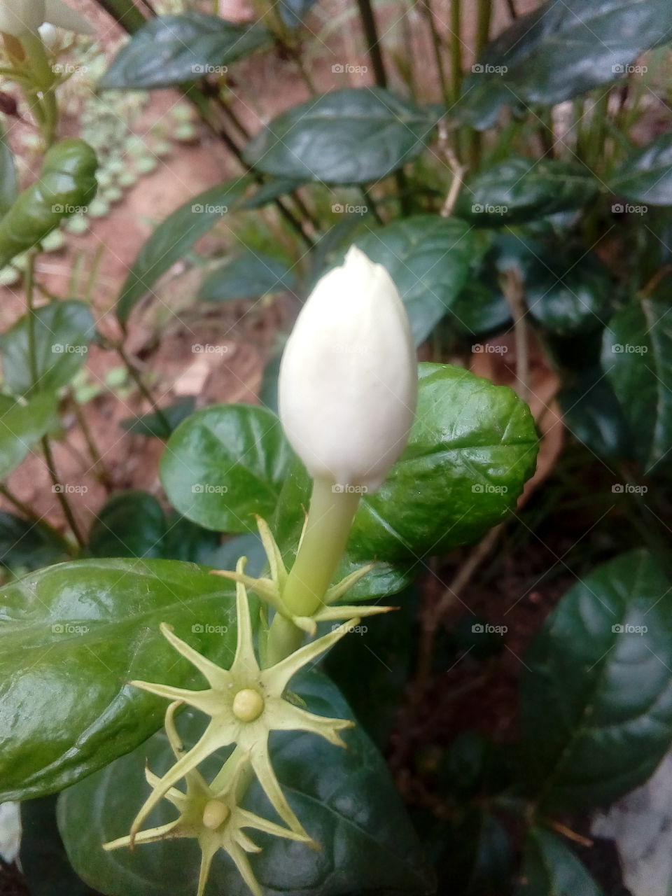 Flower