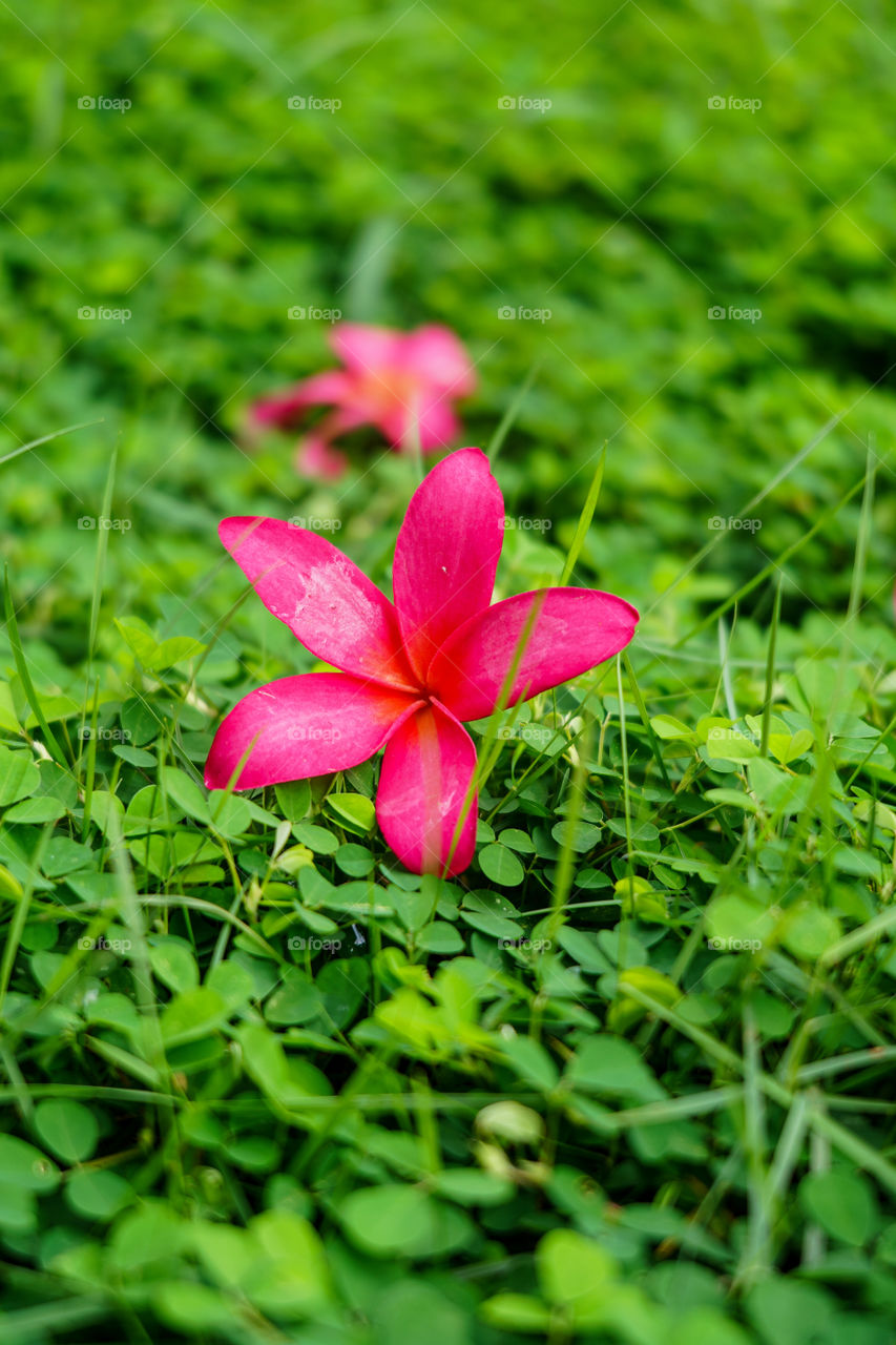 Portraits of a plant 