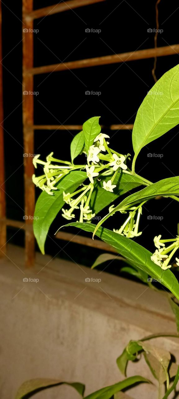 Night-blooming jasmine_ Plant