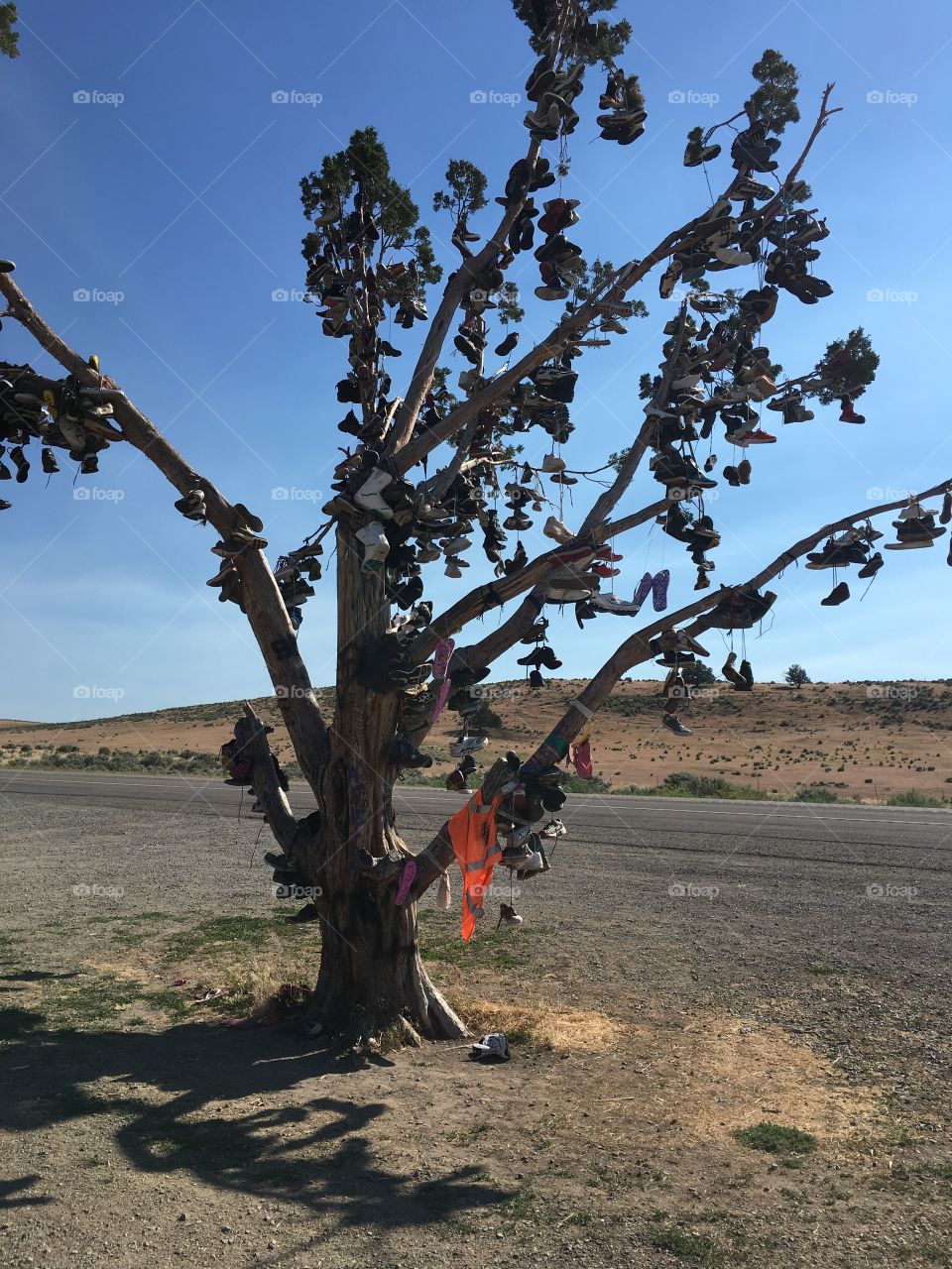 Abandoned shoe tree in the middle of nowhere Nevada 