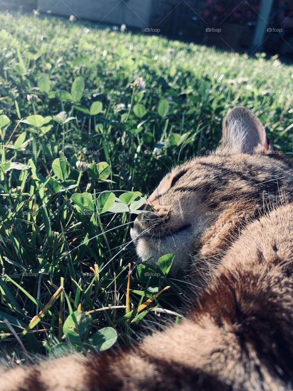 Cat photography in ny backyard taken with an iphone xr. My cat is very photogenic and loves to be the center of attention. 