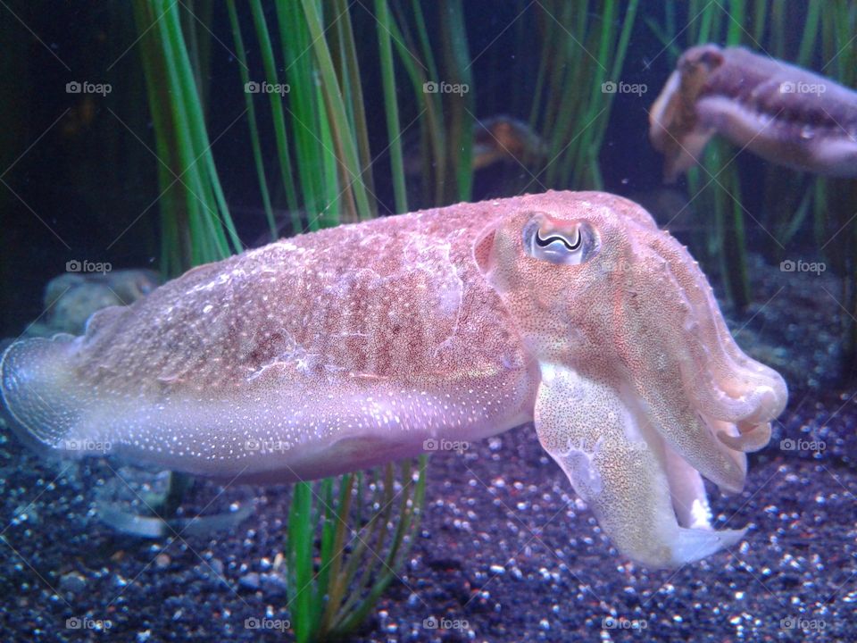 A cute little cuttlefish going about its day.