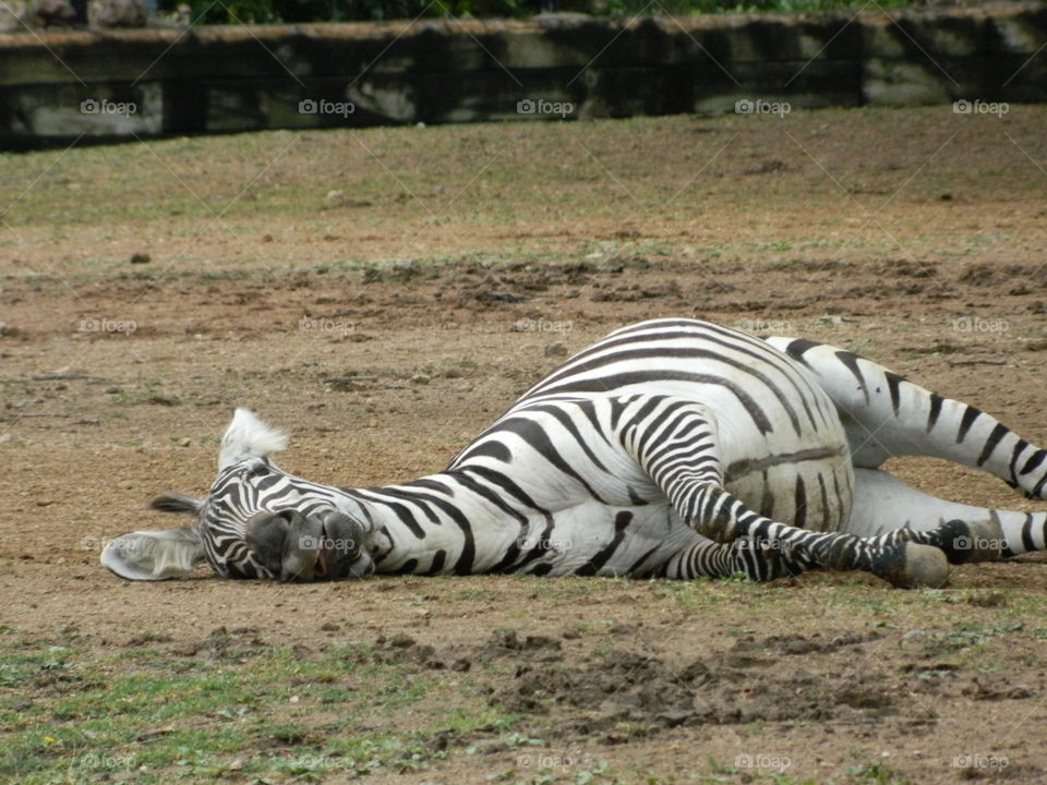 Zebra 