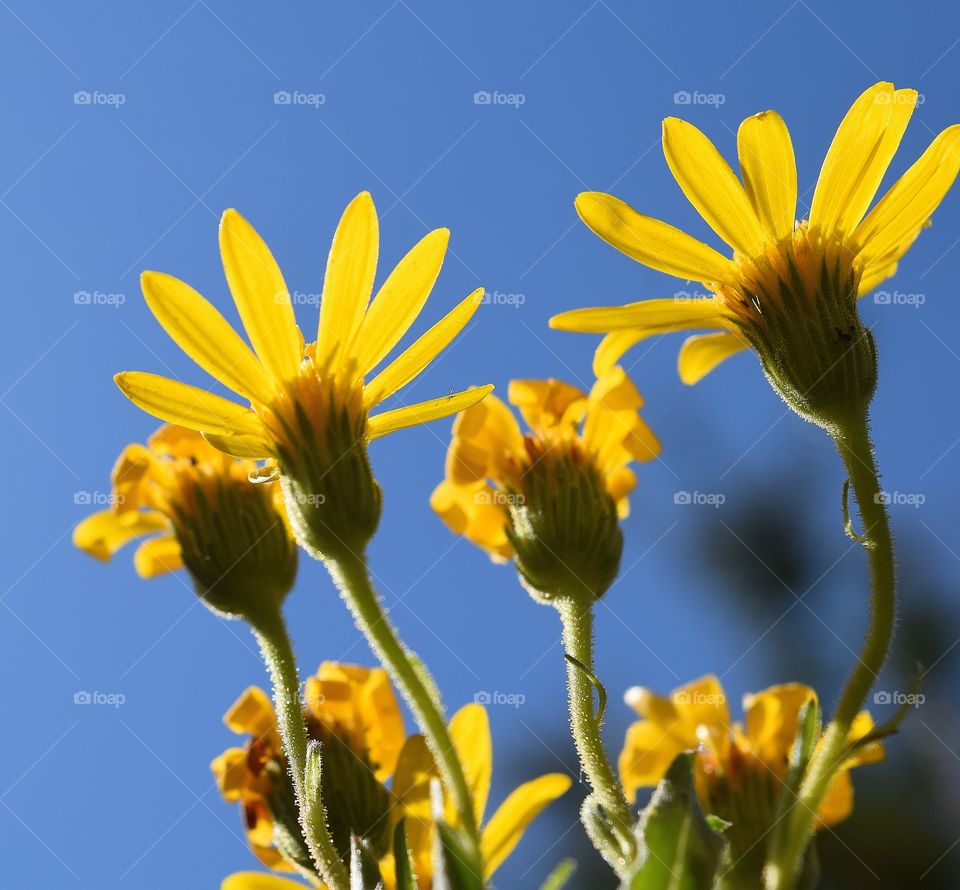 Yellow flower