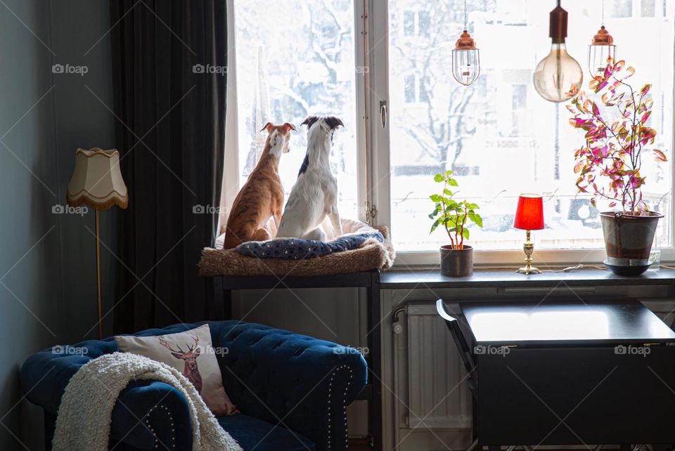 Loving Sighthounds looking out the window together.