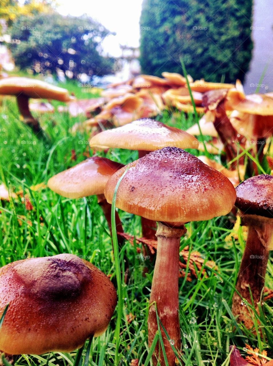 Mushrooms