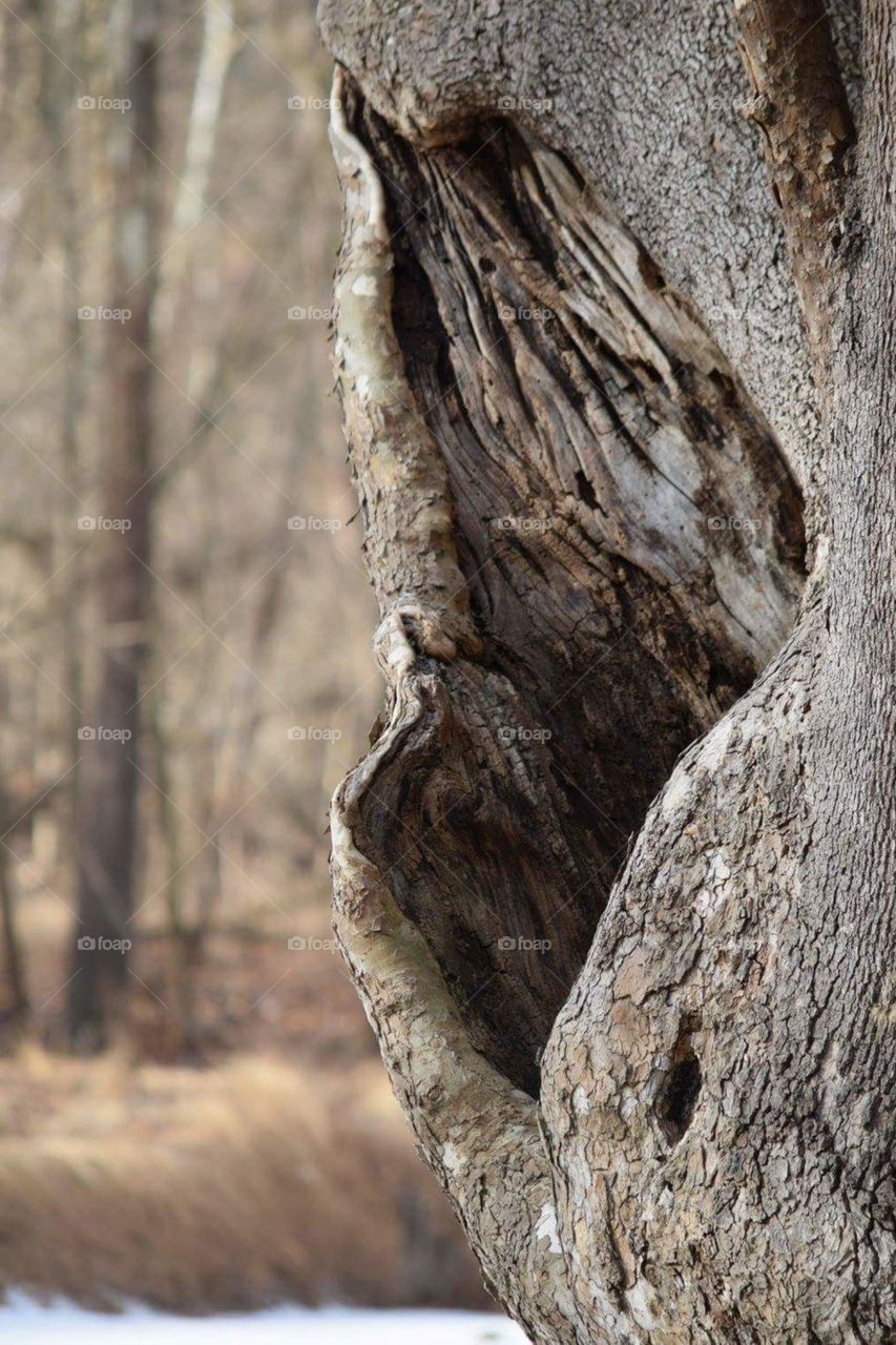 Hollowed Tree
