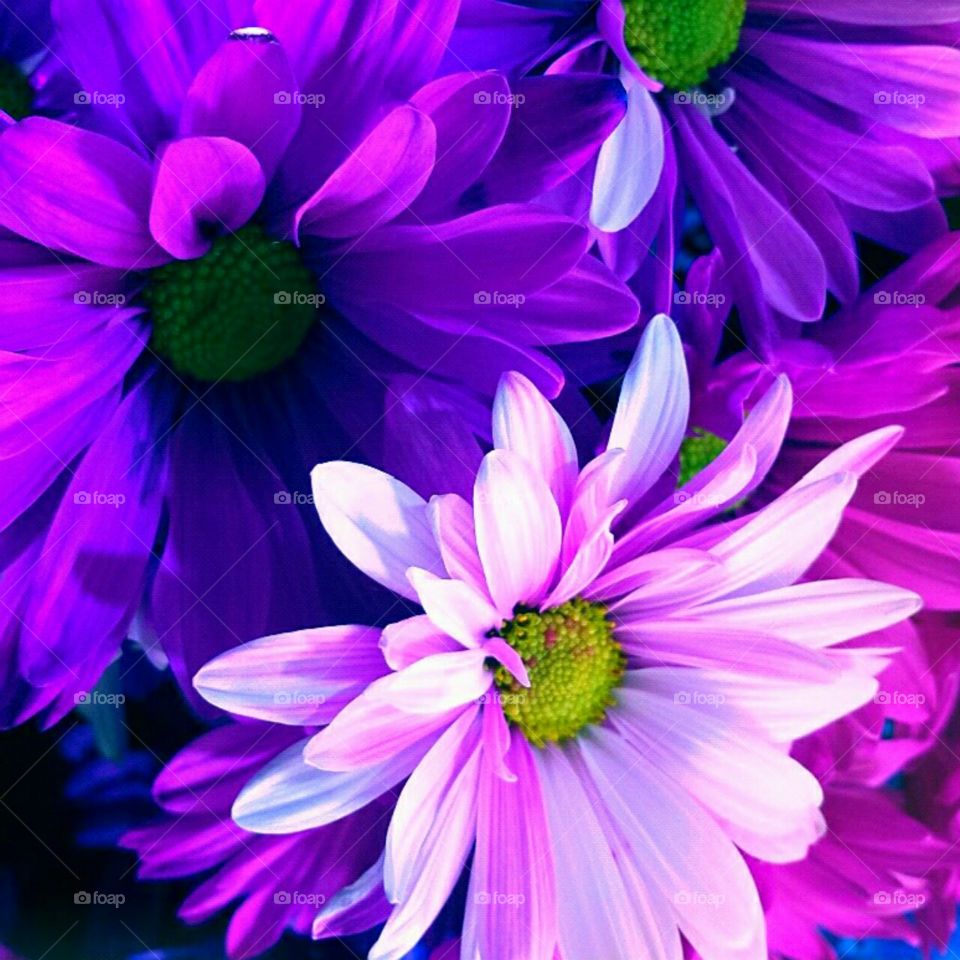 Flower, Nature, Flora, Blooming, Floral