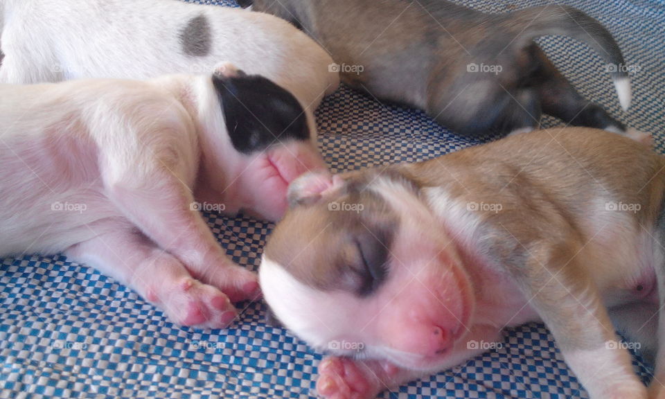 new born puppies