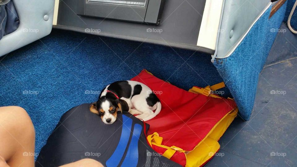 Stow away sleeping puppy aboard boat.