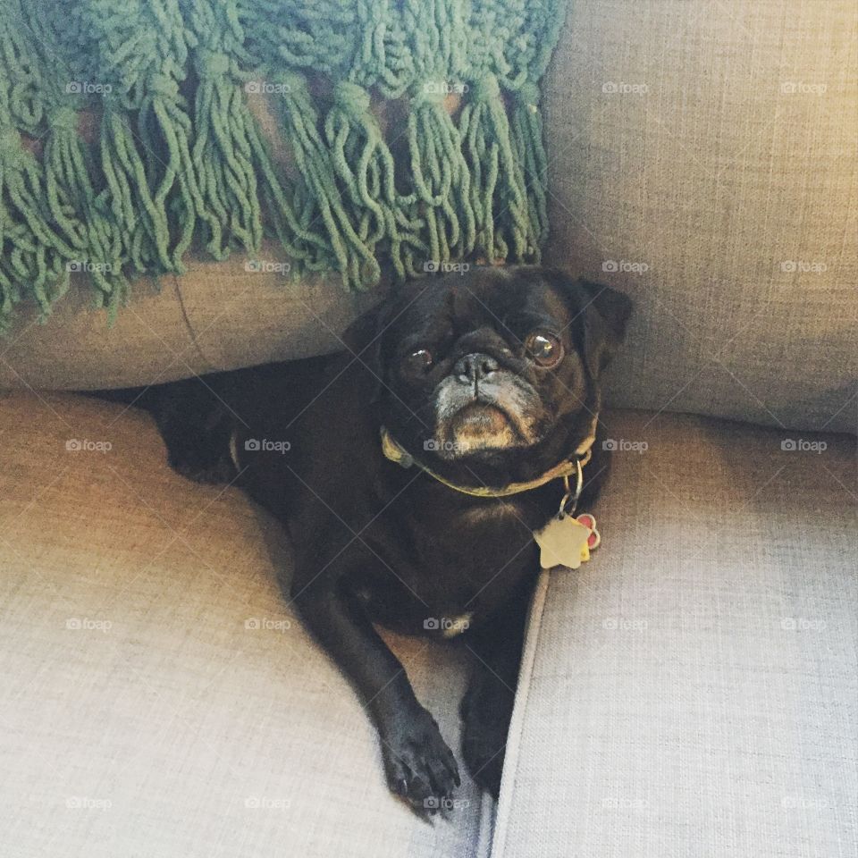 Couch pugtato