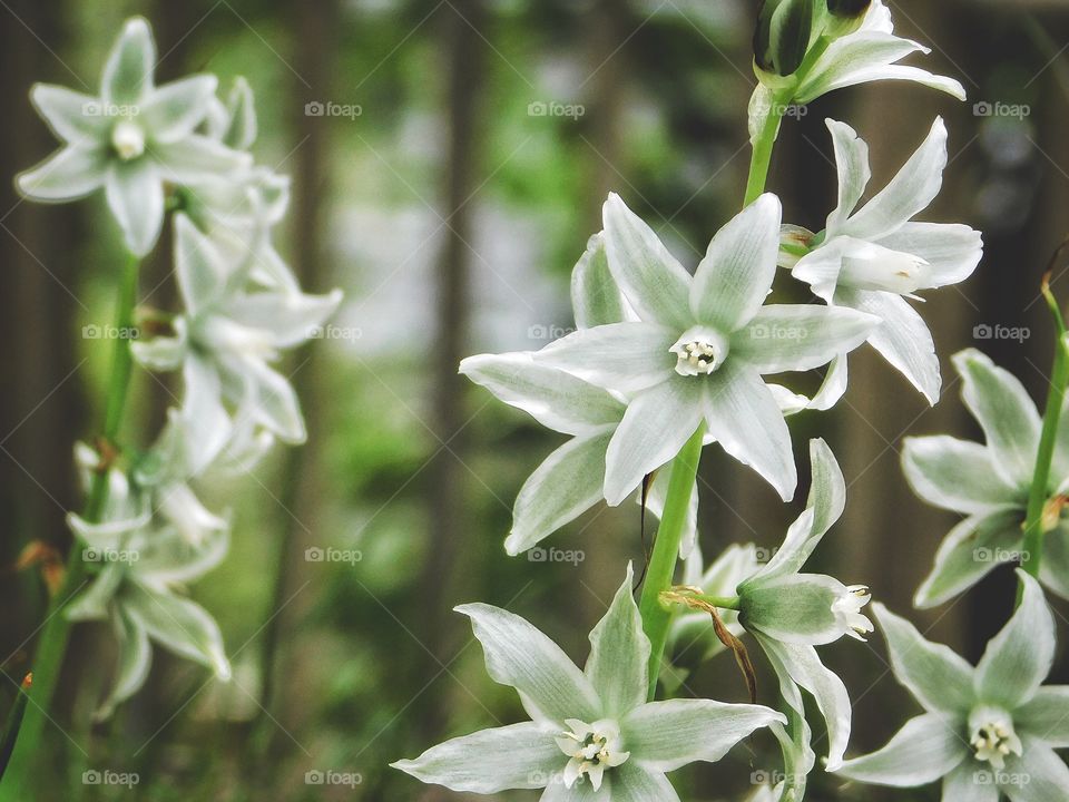 Springtime, not sure what they are but I love them